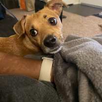 Thumbnail photo of Milo #4