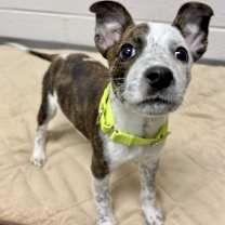 Thumbnail photo of Tiny Tim #4