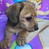 Thumbnail photo of Baby Puppy Grace #2