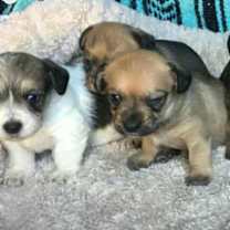 Thumbnail photo of Baby Puppy Grace #3