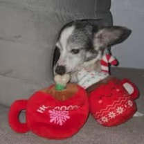 Thumbnail photo of Dodge #2