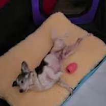 Thumbnail photo of Dodge #4