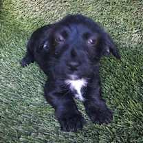 Thumbnail photo of Baby Puppy Gabriel #2