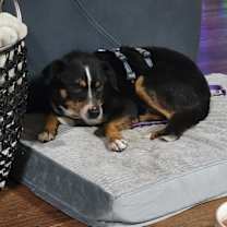 Thumbnail photo of Piper #1