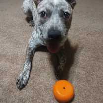 Thumbnail photo of Dogmeat #1