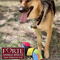 Thumbnail photo of Sheba #2