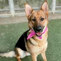 Thumbnail photo of Sheba #4