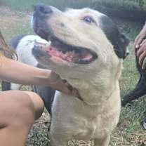 Thumbnail photo of Ruby #2