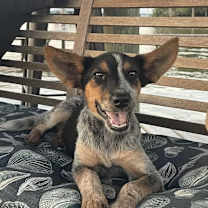 Thumbnail photo of Roxanne #3