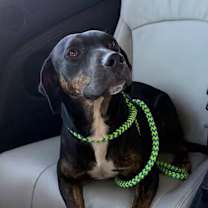 Thumbnail photo of Wasabi #1