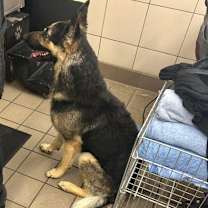 Thumbnail photo of Husky #3