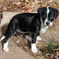 Thumbnail photo of Angelfish #2