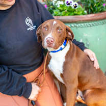 Thumbnail photo of Pickles #1