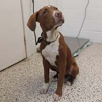 Thumbnail photo of Pickles #2