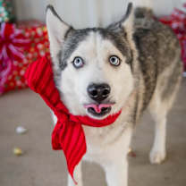 Thumbnail photo of Phantom  #3