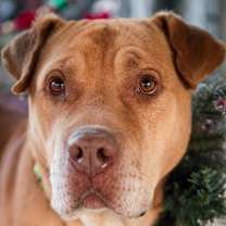 Thumbnail photo of Eeyore #2