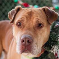 Thumbnail photo of Eeyore #3