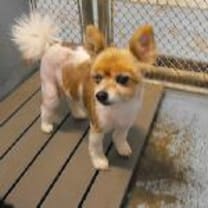 Thumbnail photo of Foxey #2