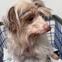 Thumbnail photo of Torbo/Rooney #2