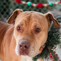 Thumbnail photo of Eeyore #4