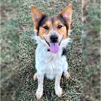 Thumbnail photo of Jasper #3