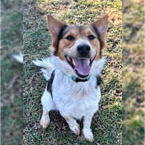 Thumbnail photo of Jasper #4