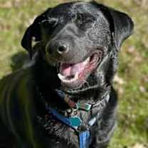 Thumbnail photo of Zeek #1