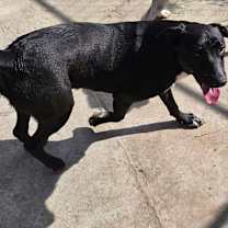 Thumbnail photo of Banjo #1