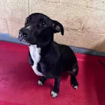 Thumbnail photo of Banjo #3