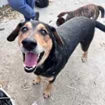 Thumbnail photo of Kobe #1