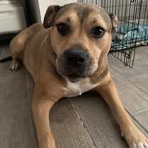 Thumbnail photo of Bailey #4