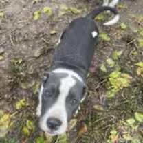 Thumbnail photo of Penelope #1