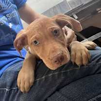 Thumbnail photo of Woody #4