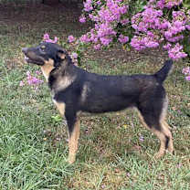 Thumbnail photo of Big Boy>1 yr in rescue! #3