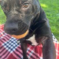 Thumbnail photo of Luna #1