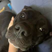 Thumbnail photo of Luna #2