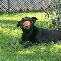 Thumbnail photo of Luna #3