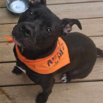 Thumbnail photo of Luna #4