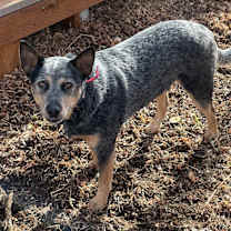 Thumbnail photo of Ranger #1