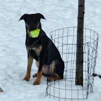 Thumbnail photo of Stella #2