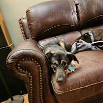 Thumbnail photo of Stella #3