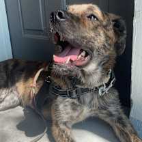 Thumbnail photo of Brandy #1