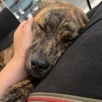 Thumbnail photo of Brandy #2