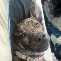 Thumbnail photo of Brandy #3