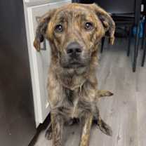 Thumbnail photo of Brandy #4