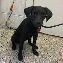 Thumbnail photo of Juliet #2