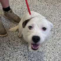 Thumbnail photo of Blanco #2