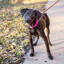 Thumbnail photo of Juliet #3