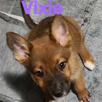 Thumbnail photo of Vixie JW #1