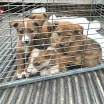 Thumbnail photo of Zuri LD #2